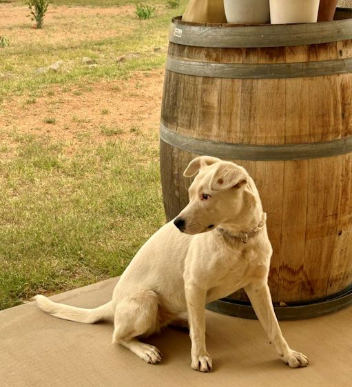Lexi next to barrel
